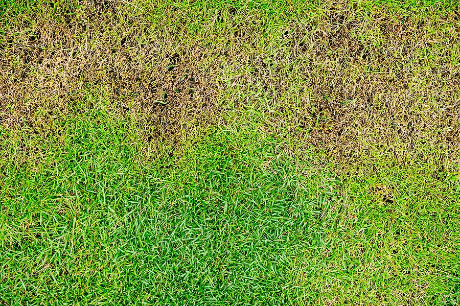 Is it Drought or Disease Making Your Lawn Brown?