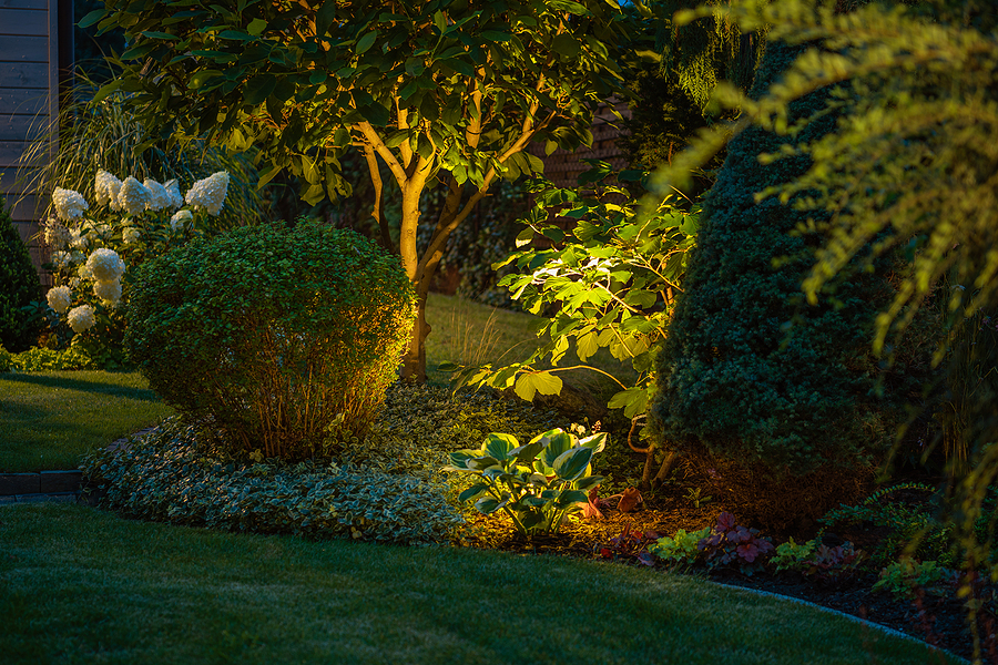 Garden landscaping with shrubs, bushes, plants, and trees illuminated at night time by hidden landscape lighting installation. 
