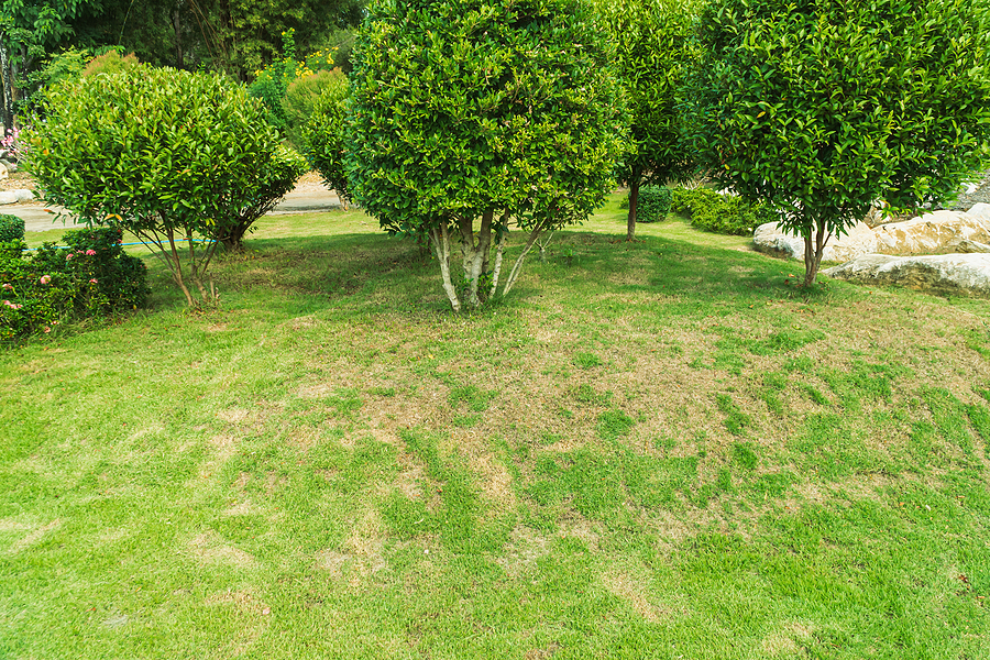 photo of lawn that is starting to brown in some areas