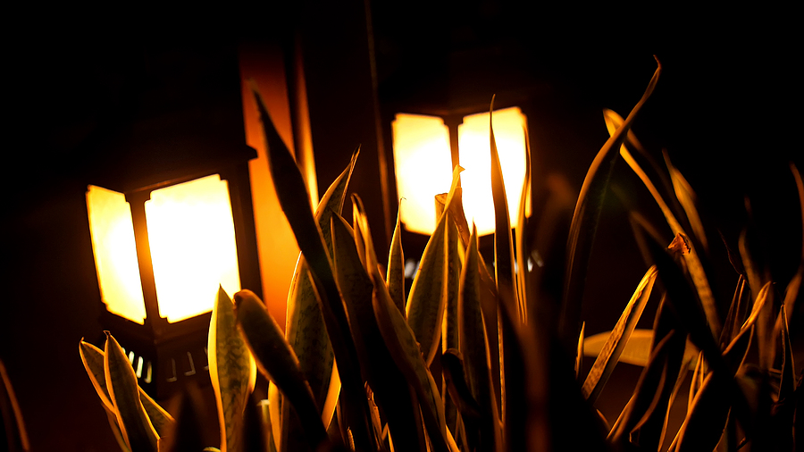 Lanterns at night through plants 