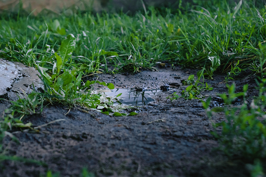 standing water in grass causing soggy areas and areas without grass