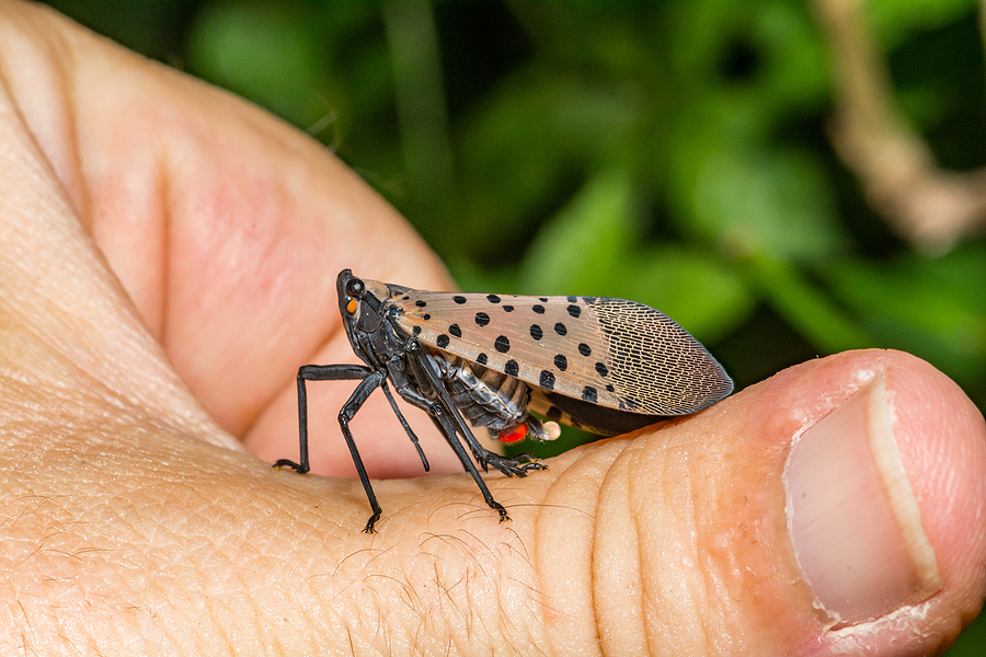 A Spotted Lanternfly excreting a drop of Honeydew.