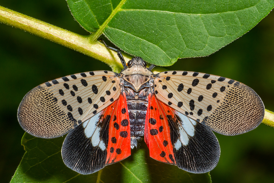 The Spotted Lanternfly on its host plant.